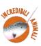 icona Incredibili animali febbraio 2020